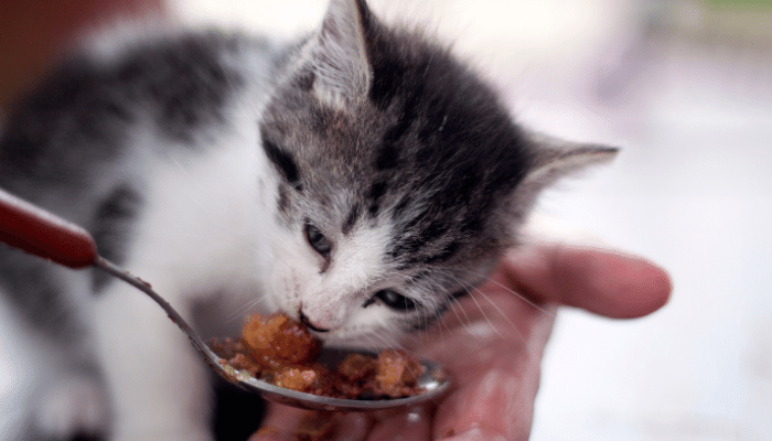 Gato Em Casa Melhore Sua Saúde E Bem-estar Agora