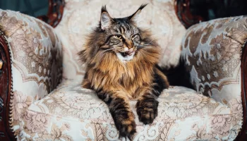 Maine Coon – Descubra mais sobre esse gato de grande porte!