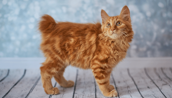 O American Bobtail Gato de Personalidade Única e Cauda Distinta