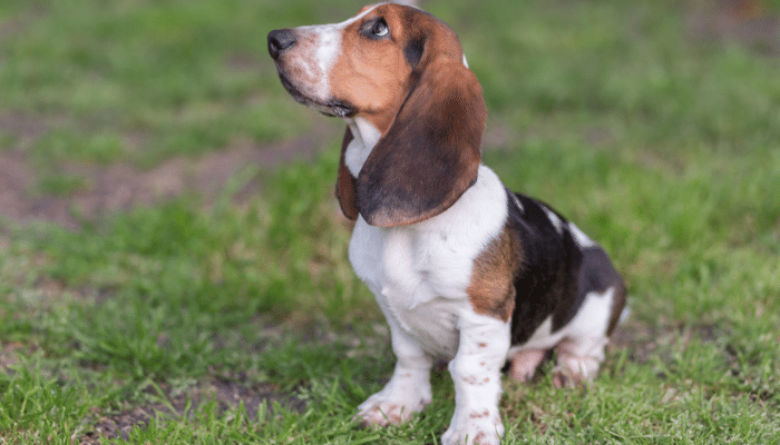 O Basset Hound: Um Cão de Personalidade e Charme