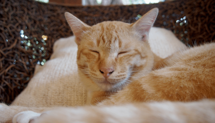 Sono Tranquilo para Seu Gato Ter Mais Saúde