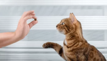 Adestramento para Gatos Como Ter um Felino Educado