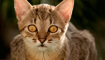 Brazilian Shorthair Descobrindo o Felino Nativo do Brasil