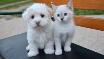 Cães e Gatos Como se Comunicam com Gestos e Vocalizações