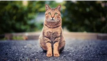 Cuidados com Gatos para Manter seu Felino Feliz e Saudável