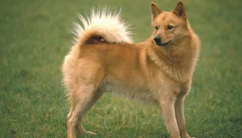 Finnish Spitz A Raça Nórdica Vibrante e Leal