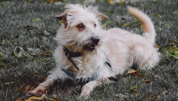 Glen of Imaal Terrier Uma Raça Robusta e Carismática