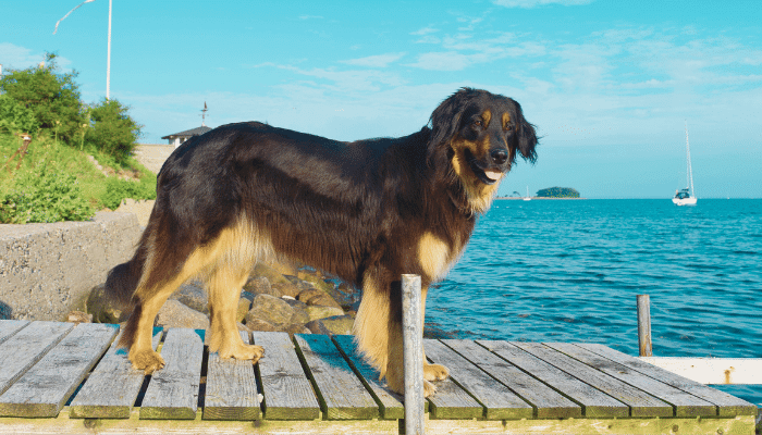 Hovawart Uma Raça de Cães Versátil e Leal