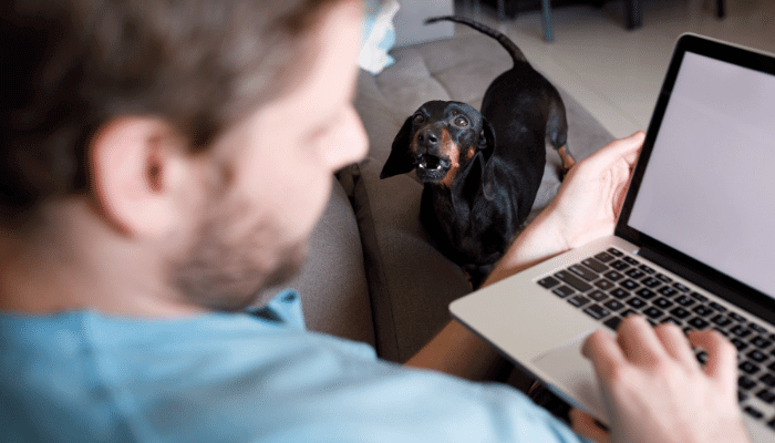 Latidos em Excesso Como Treinar Seu Cachorro Para Latir Menos