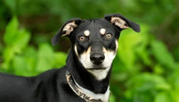 Segredos da Comunicação Canina O que Seu Cão Quer Dizer