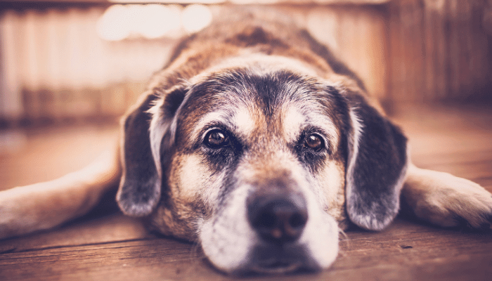 Envelhecimento em Cães Cuidados Especiais da Terceira Idade