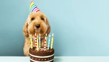 Festa de Aniversário Para Seu Pet Descubra Como Organizar