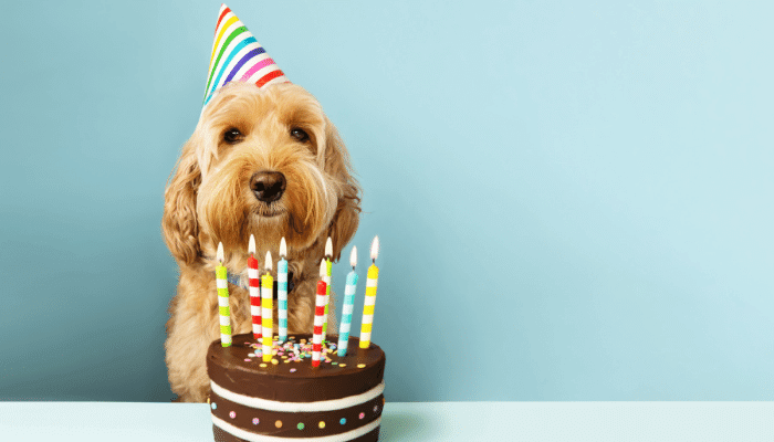 Festa de Aniversário Para Seu Pet Descubra Como Organizar