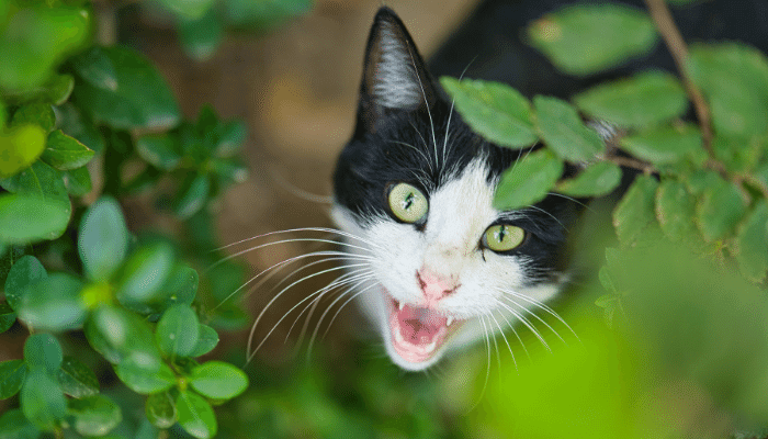 Gatos e Plantas Tenha um Jardim Seguro Para Seu Felino Curioso