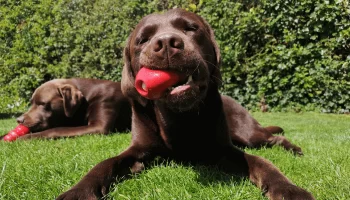 Melhores Brinquedos Interativos na Estimulação Mental de um Cão