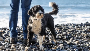 Raças de Cães Hipoalergênicos O Melhor Amigo Para Alérgicos