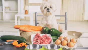 Alimentação Natural para Pets Guia Ideal para uma Dieta Saudável