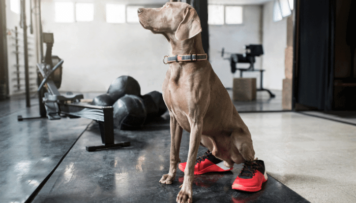 Cães Atletas Como Manter Seu Pet em Forma e Feliz