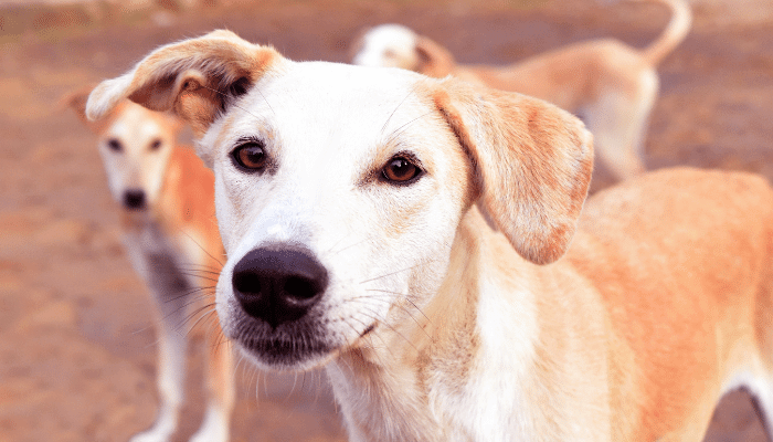 Comunicação Canina Decifre os Segredos da Linguagem dos Cães