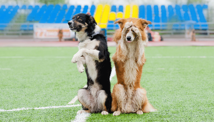 Raças de Cães Mais Inteligentes Descubra Qual a Ideal Para Você