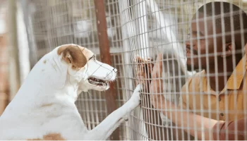 Adoção ou Compra Qual é a Melhor para o Seu Próximo Pet?