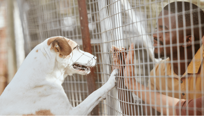 Adoção ou Compra Qual é a Melhor para o Seu Próximo Pet?