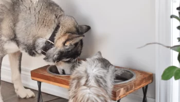 Dieta do Seu Pet Como Escolher o Alimento Ideal