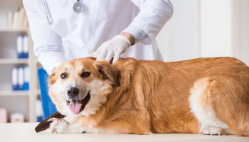 Medo do Veterinário Ajude Seu Animal de Estimação a Superar