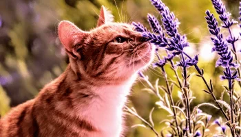 Aromas Preferidos dos Gatos Descubra os Cinco Principais