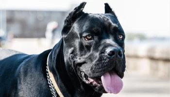 Cane Corso como Animal de Estimação O que Preciso Saber