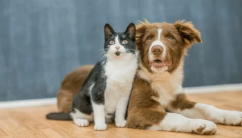 Cão e Gato Mitos e Verdades Sobre a Convivência Harmoniosa