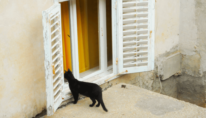 Gato de Casa ou de Rua Qual o Melhor para Você