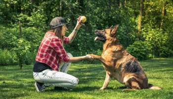 Treinar Seu Cachorro em Casa O Guia Definitivo