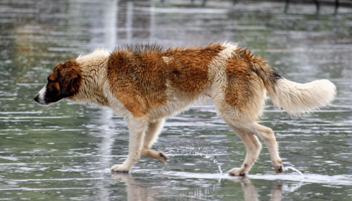 Chuva Prejudica a Saúde dos Pets