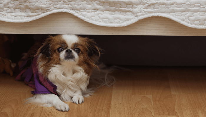 Cinofobia Como Ajudar seu Cachorro a Superar o Medo de Outros