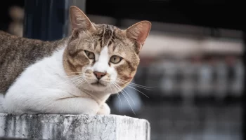 Gatos Idosos Também Podem Ser Interativos