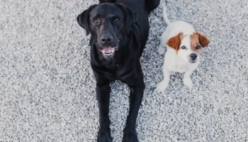 Longevidade de Cachorros Grandes e Pequenos