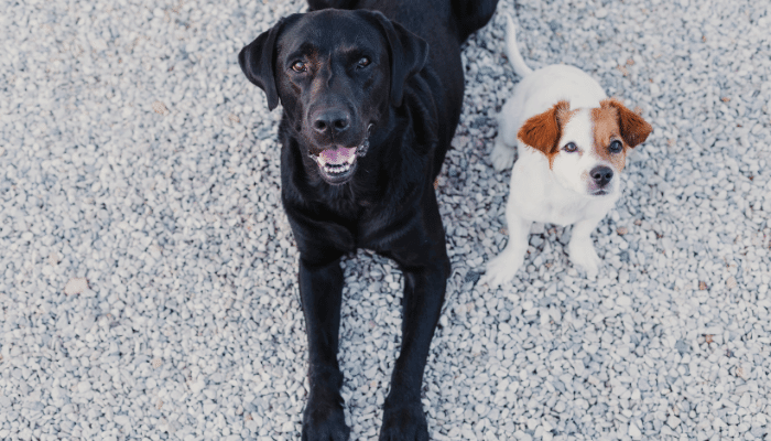 Longevidade de Cachorros Grandes e Pequenos