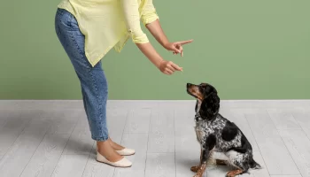 Adestramento Positivo Com Cães Como Fazer