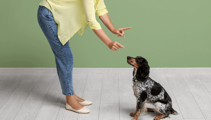 Adestramento Positivo Com Cães Como Fazer