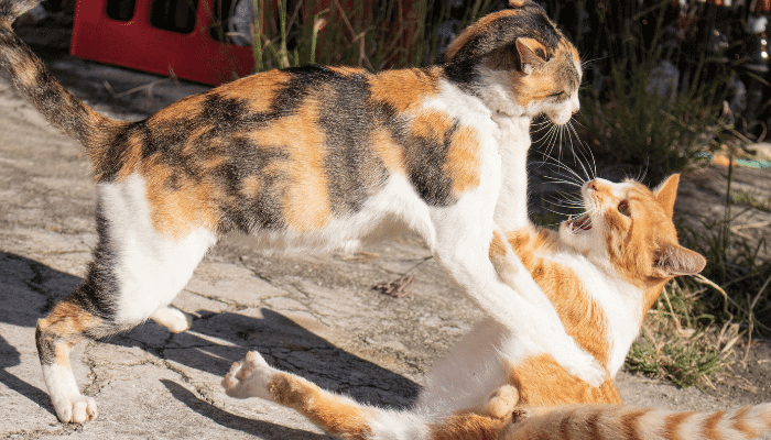 Brigas de Gatos Quais os Motivos e Como Evitar