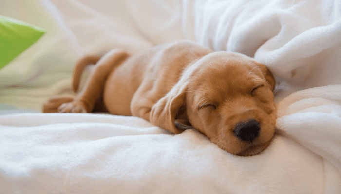 Cachorro Filhote Dorme Muito Isso é Normal