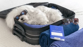 Cuidados Especiais para Viagens Como Preparar seu Pet
