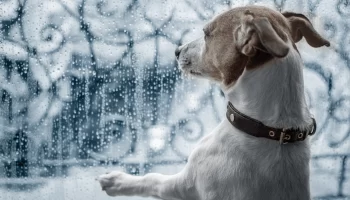 Dias de Chuva Saiba Como Entreter Seu Pet