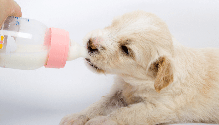 Filhote de Cachorro Pode Beber Leite