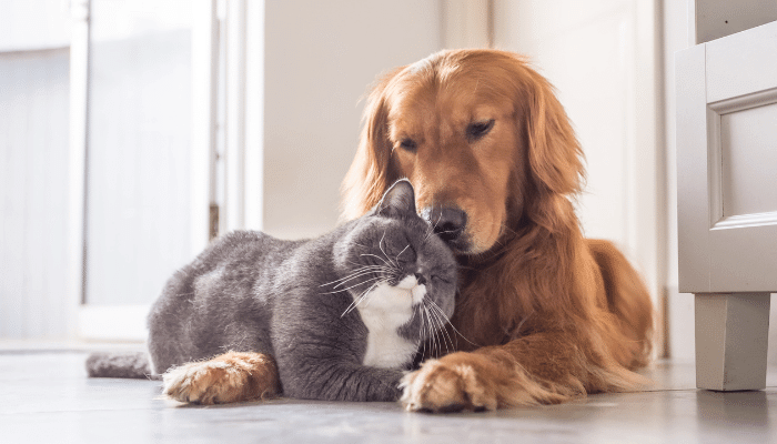 Março Amarelo Conscientização sobre a DRC em Cães e Gatos