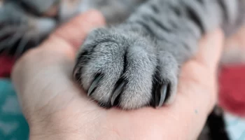 Patas dos Gatos Conheça Cinco Curiosidades Sobre Elas