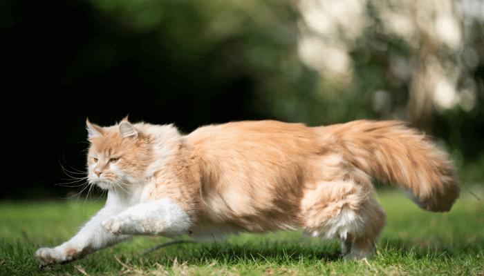 Anatomia do Gato 5 Curiosidades Sobre os Felinos