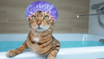 Banho a Seco para Gatos Funciona