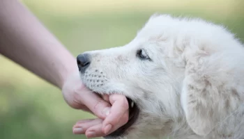 Cachorro Mordendo Durante as Brincadeiras